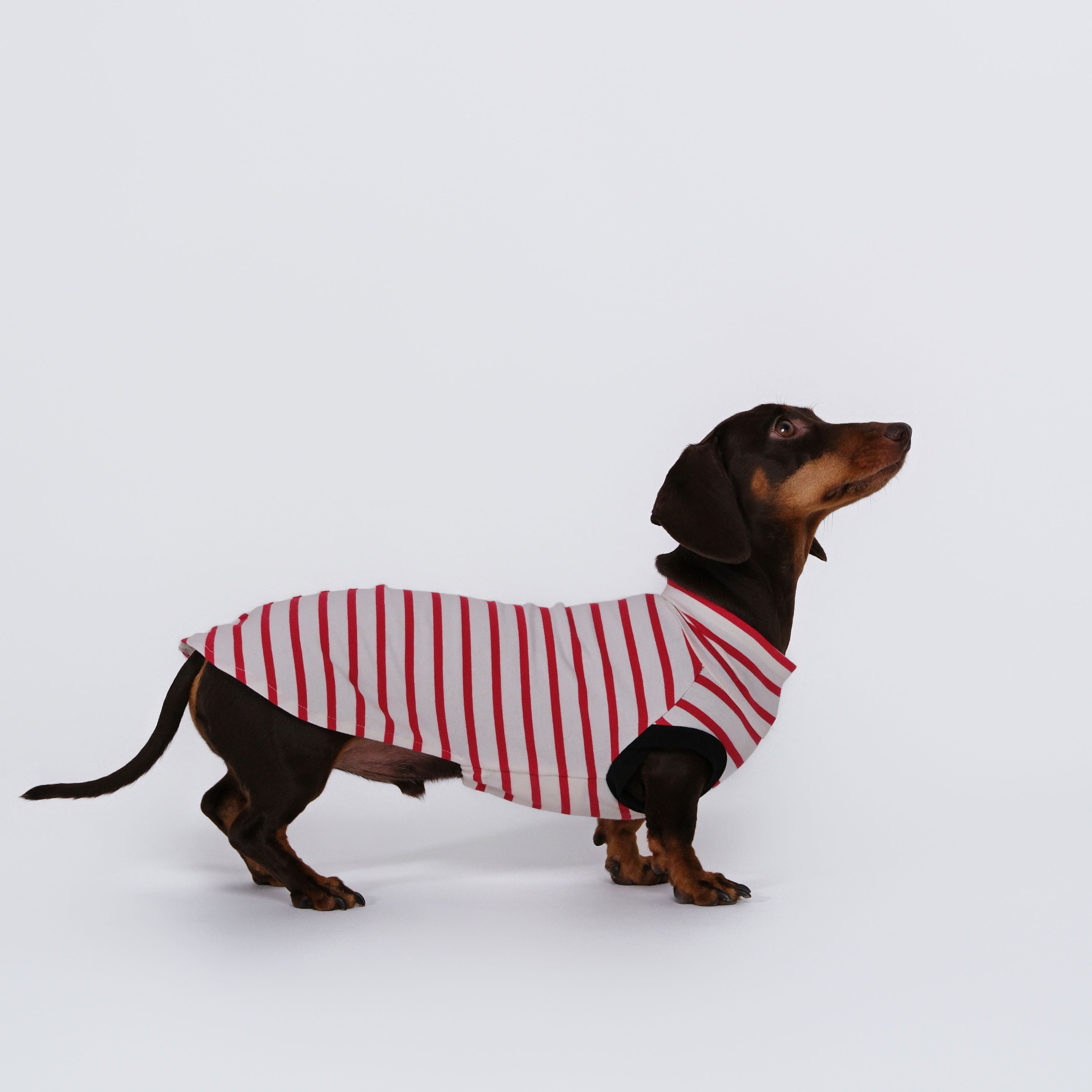 The DachLine Striped Shirt - Ruby