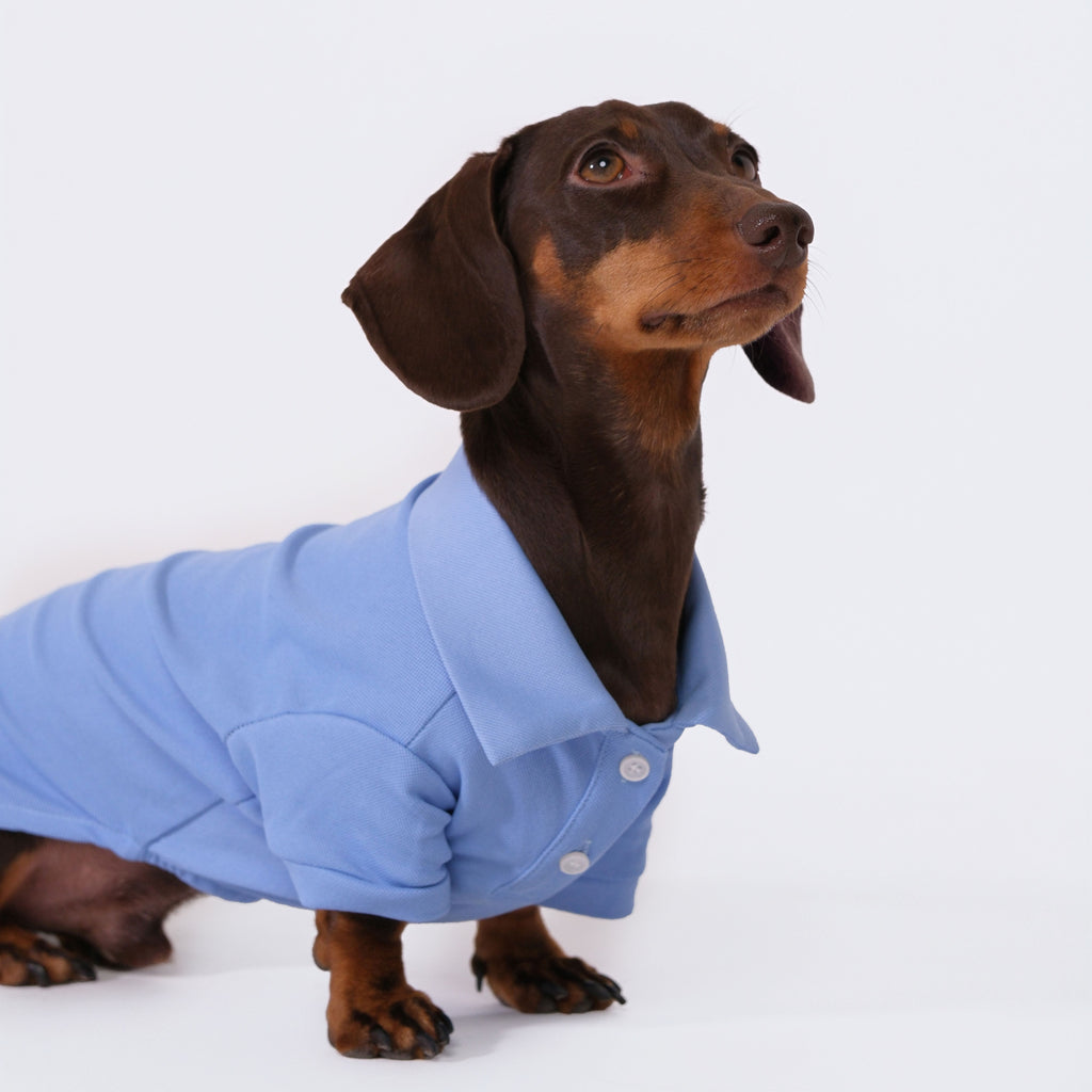 The Dachshund Polo - Cloud