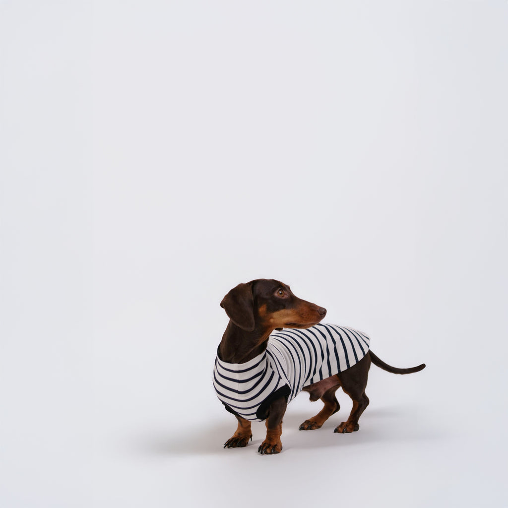 The DachLine Striped Shirt - Ivory