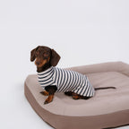 The DachLine Striped Shirt - Ivory