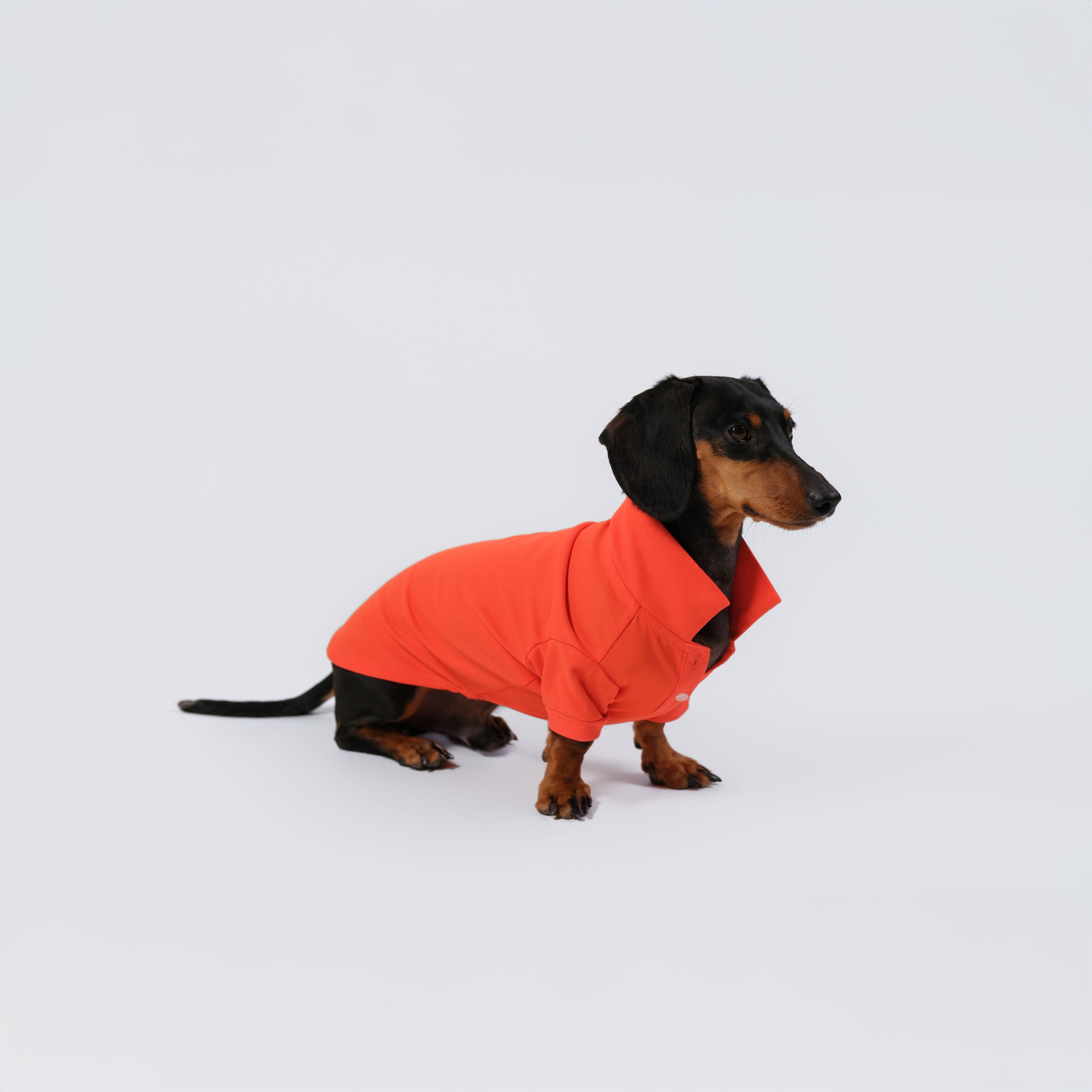 The Dachshund Polo - Tangerine
