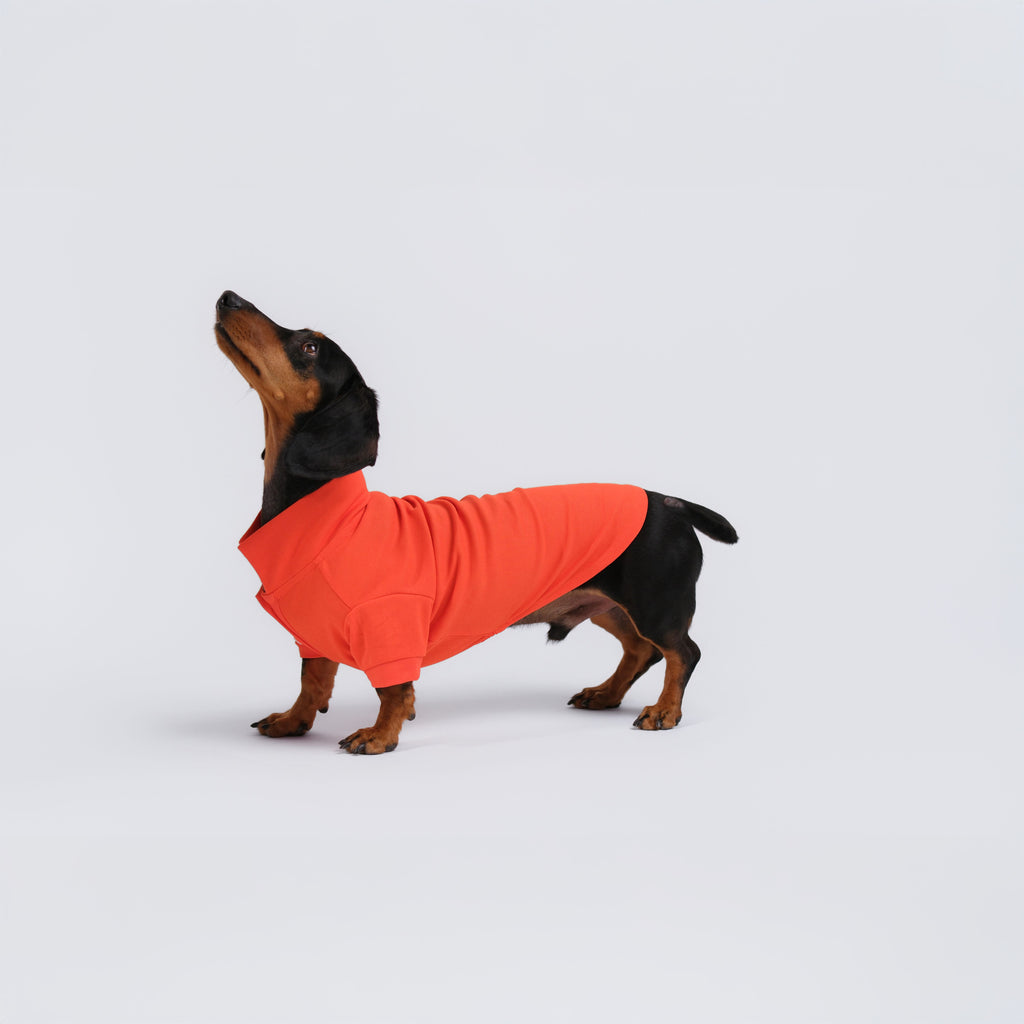 The Dachshund Polo - Tangerine