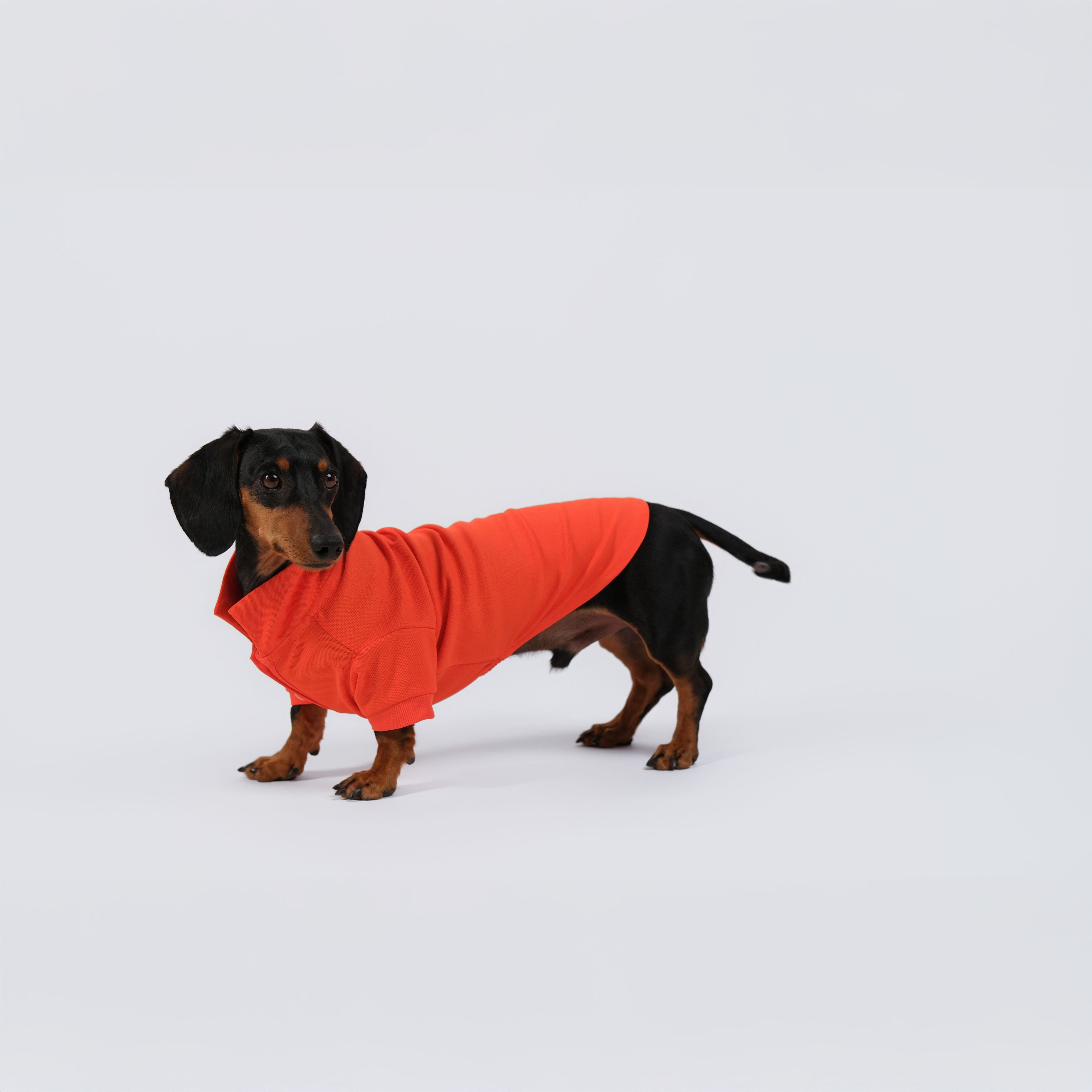 The Dachshund Polo - Tangerine