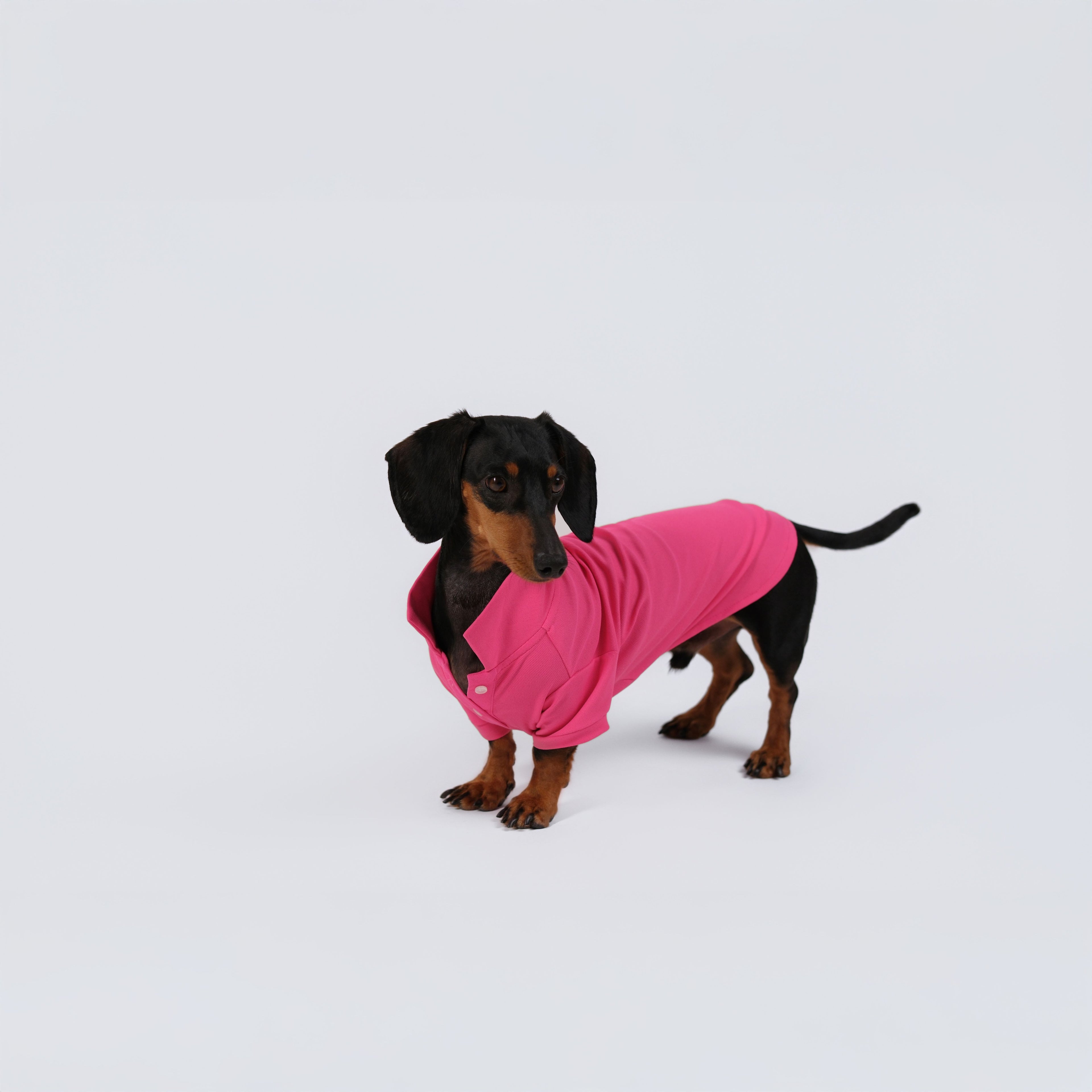 The Dachshund Polo - Rose Pink