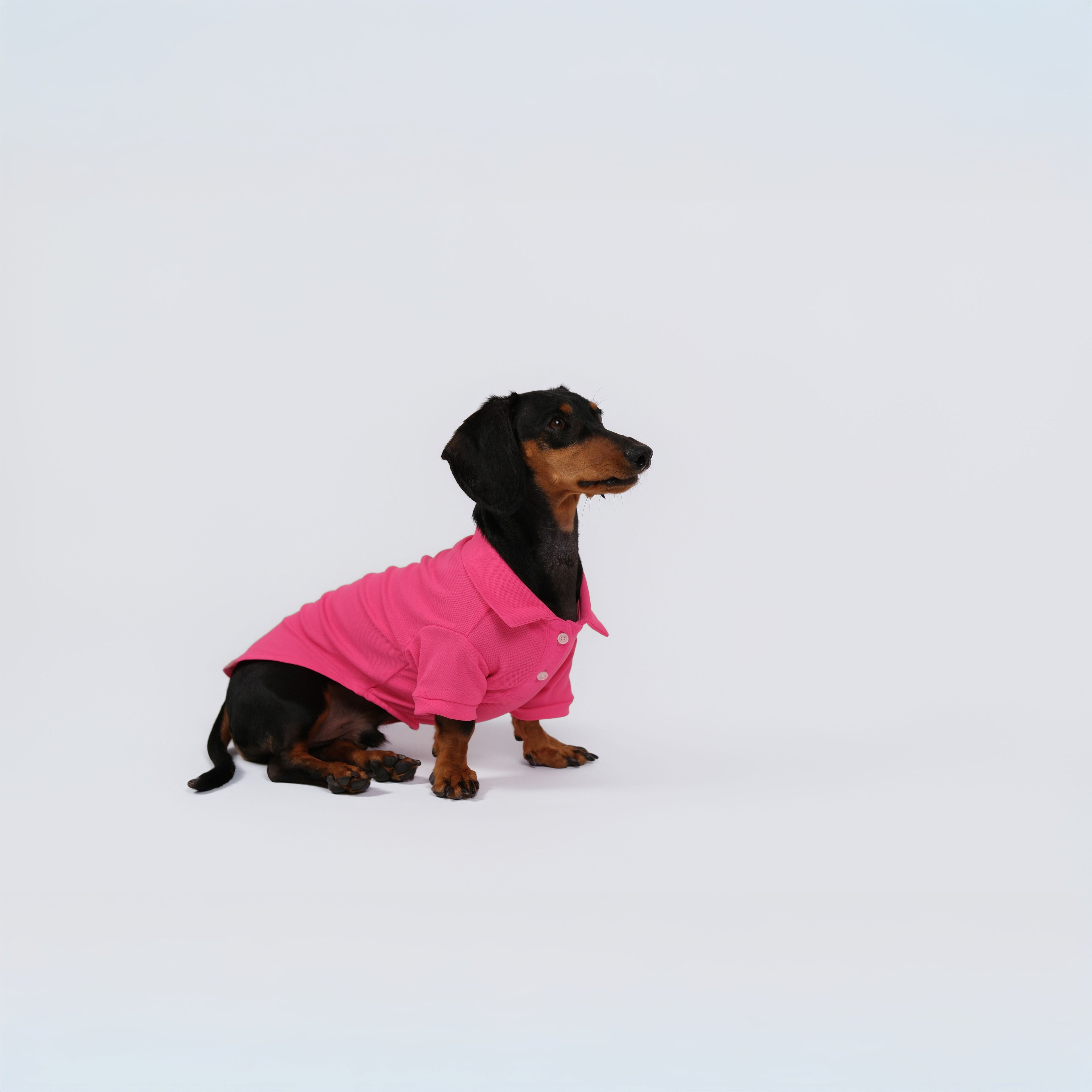 The Dachshund Polo - Rose Pink